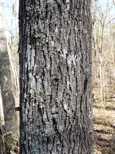 {Carya myristiciformis}